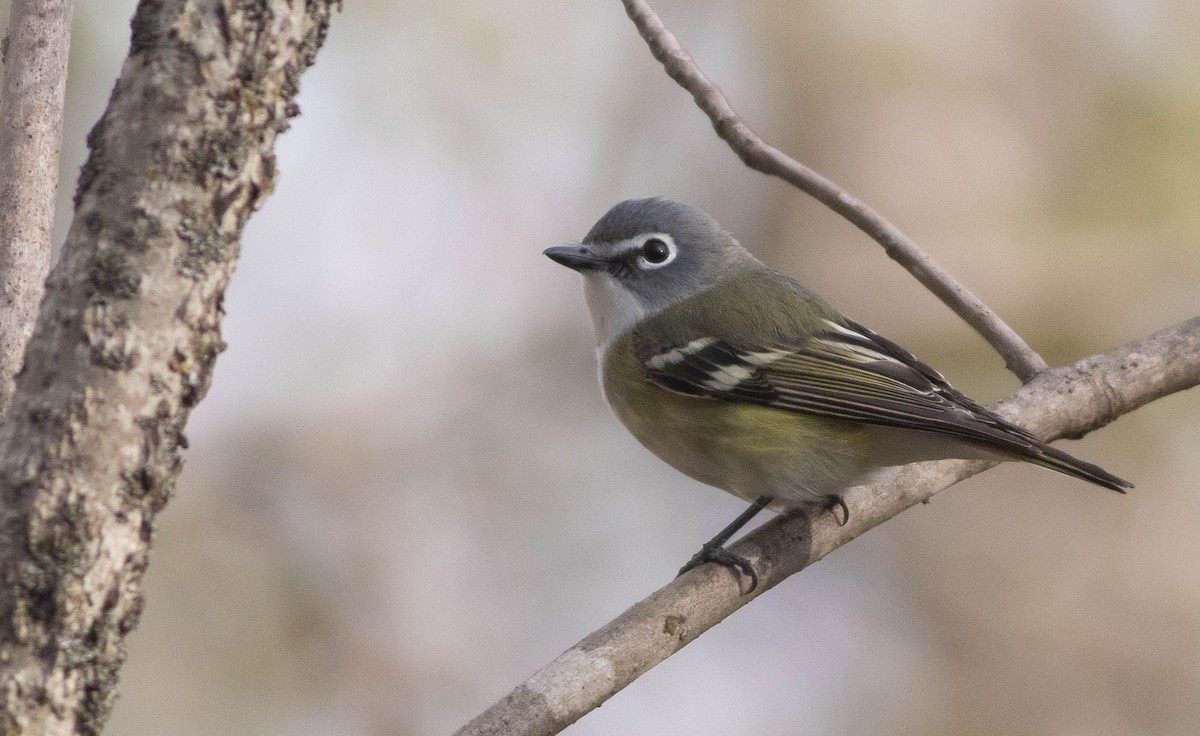 Blue-headed Vireo - Logan Baldwin