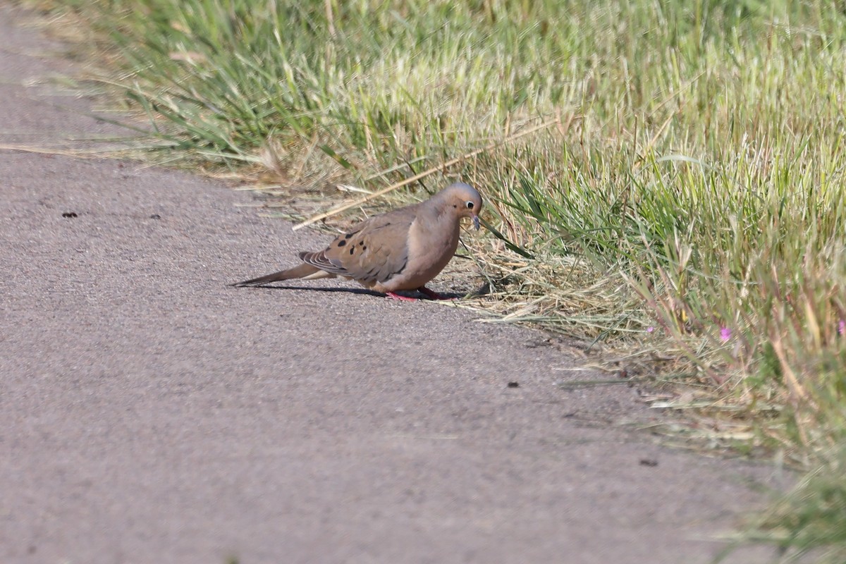 Mourning Dove - ML618931298