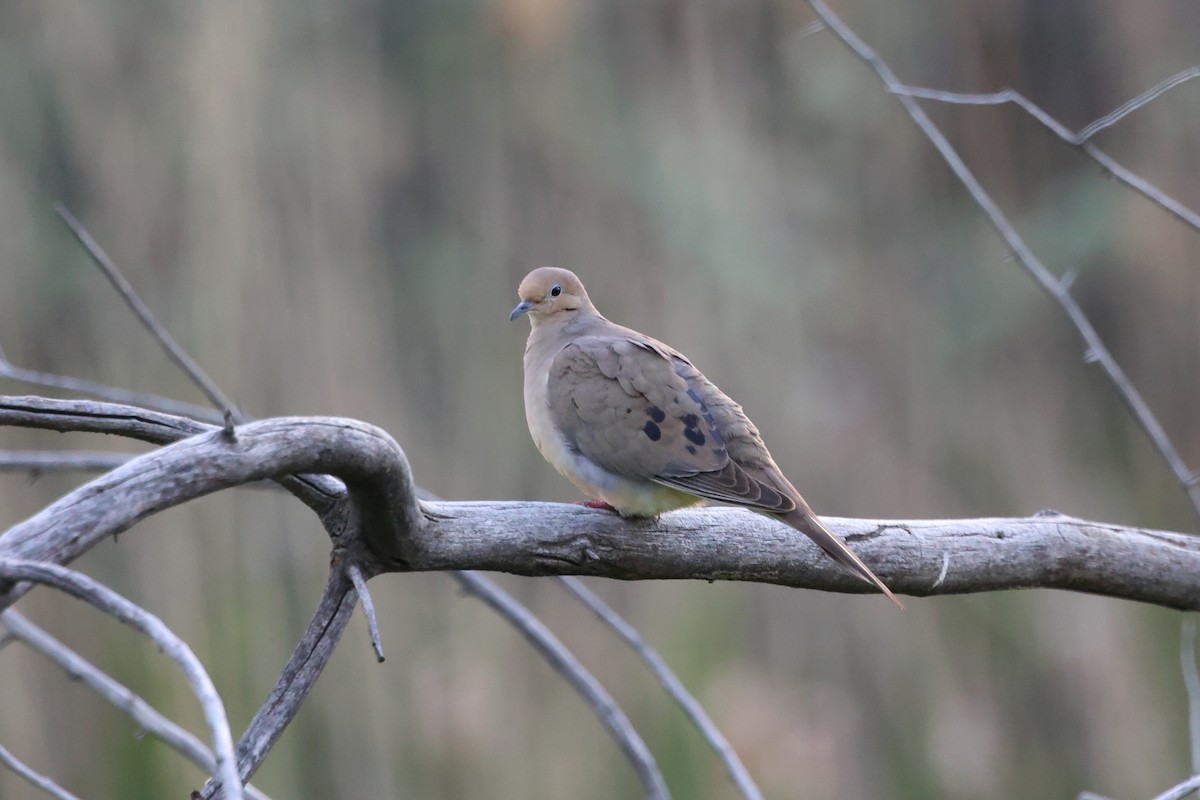 Mourning Dove - Brett Wiese