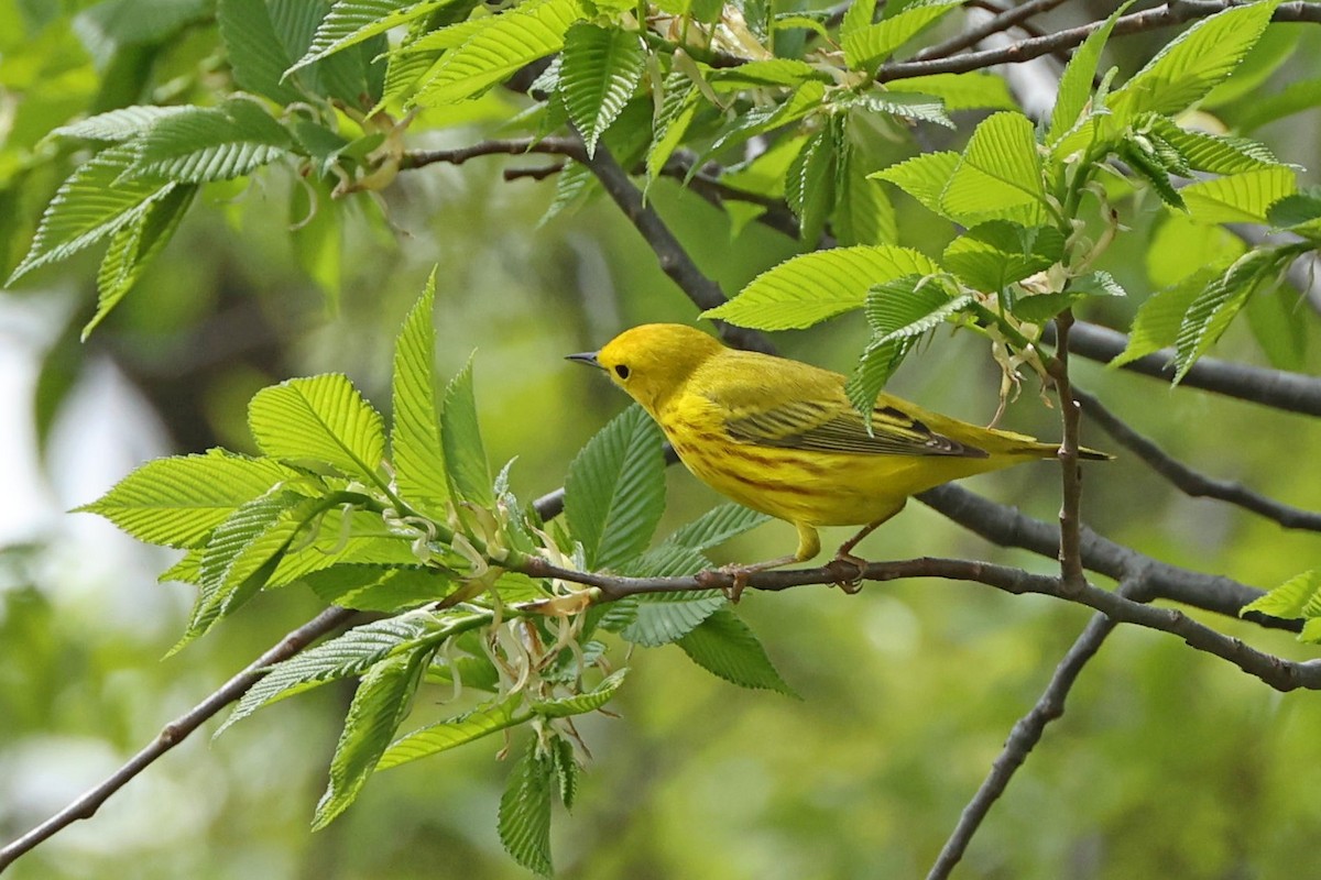 Yellow Warbler - Rita Flohr