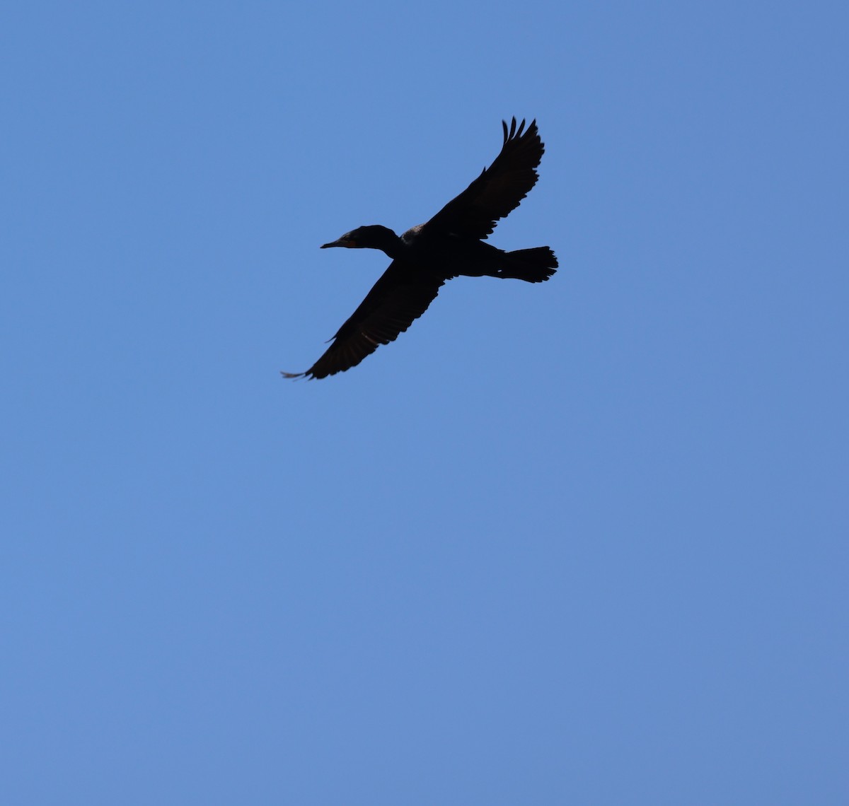 Double-crested Cormorant - burton balkind