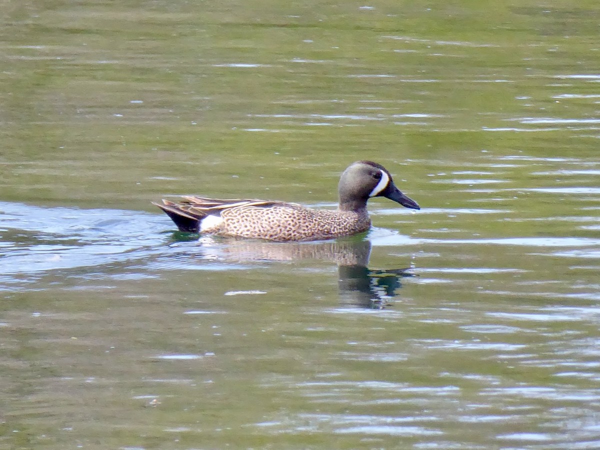 Blue-winged Teal - ML618931313