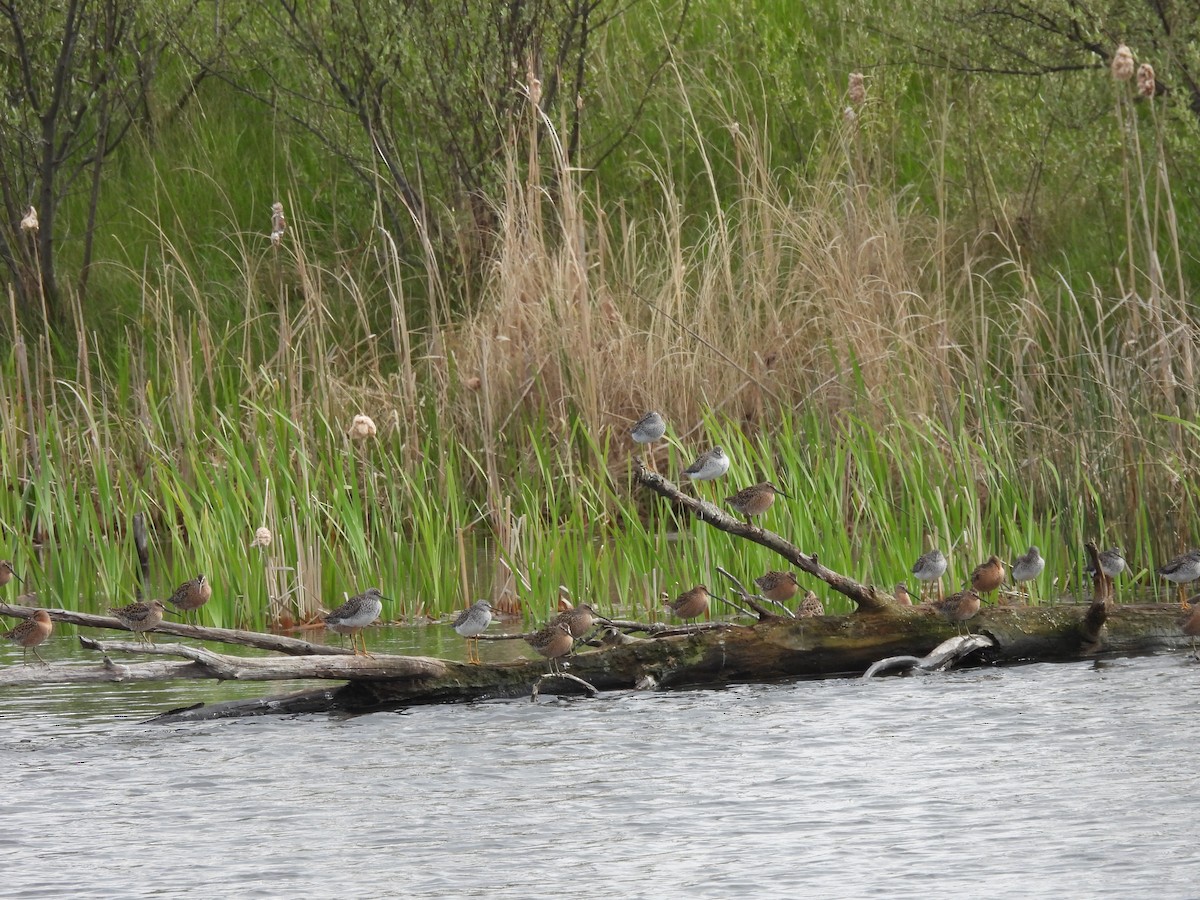 Short-billed Dowitcher - ML618931315