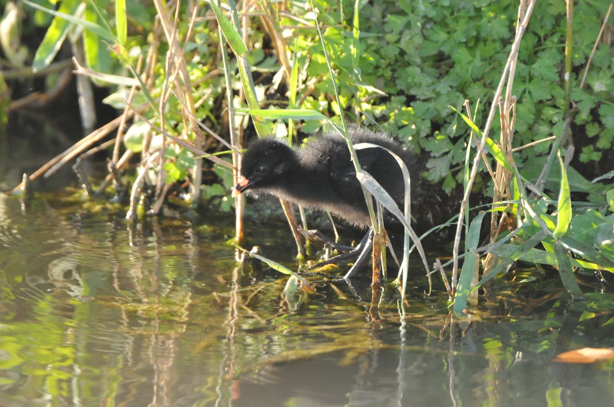 Black Crake - Dominic More O’Ferrall