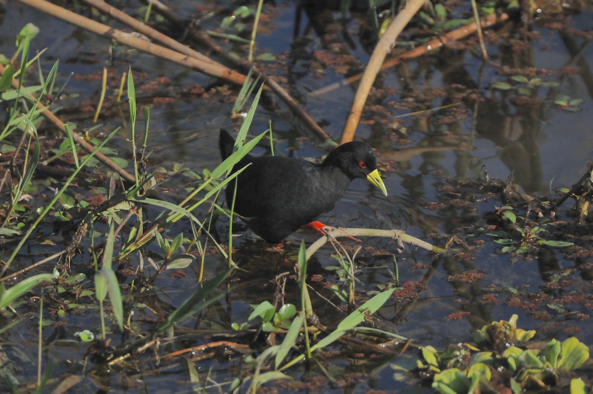 Black Crake - ML618931325