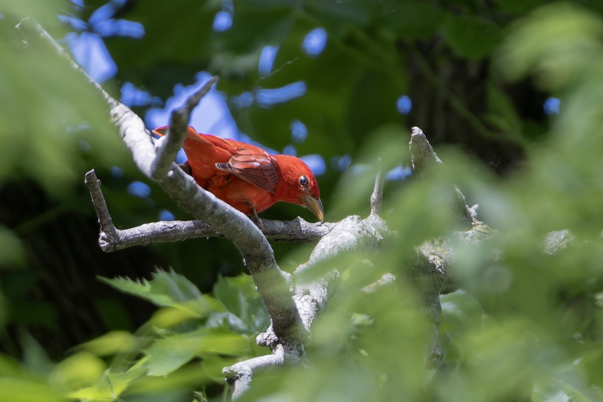 Summer Tanager - Michael Todd