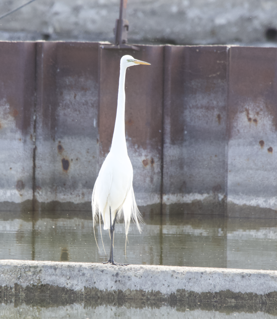 Great Egret - ML618931338