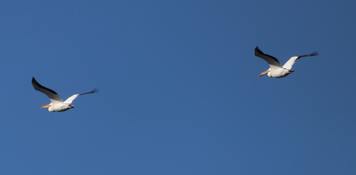 American White Pelican - ML618931352