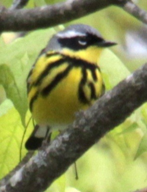 Magnolia Warbler - Samuel Harris