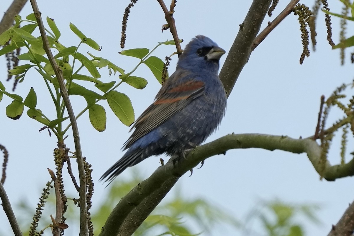 Blue Grosbeak - ML618931425