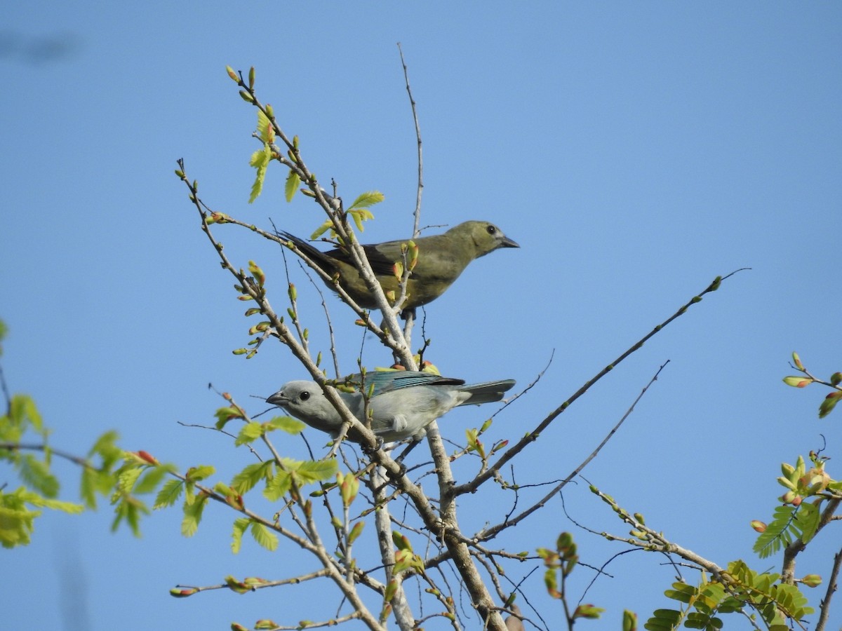 Blue-gray Tanager - ML618931441
