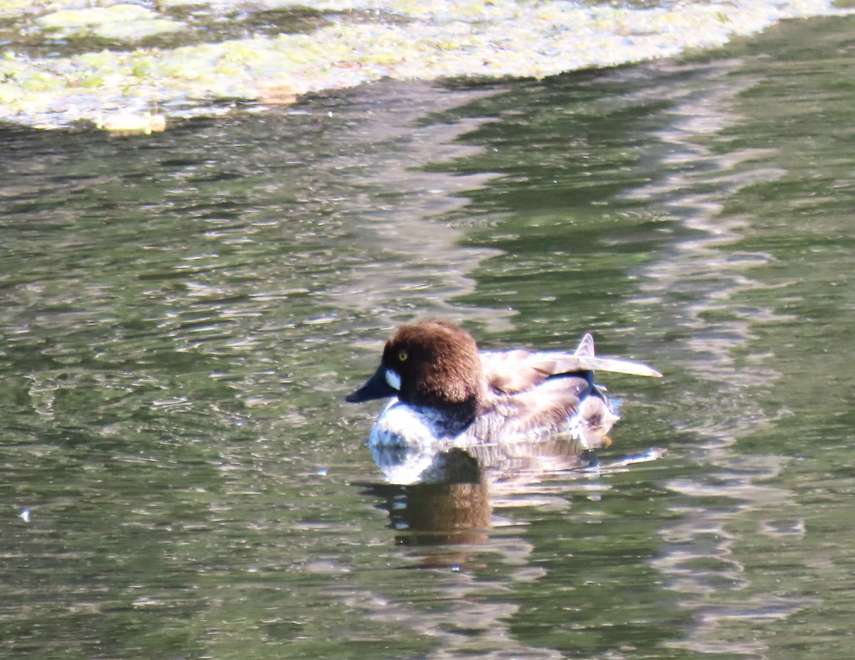 Common Goldeneye - Ann Marie Wood