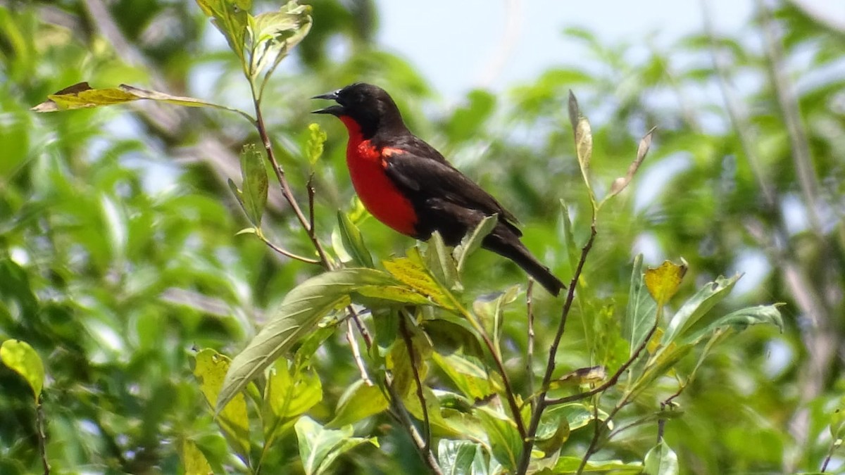 Red-breasted Meadowlark - Primitivo Figueroa