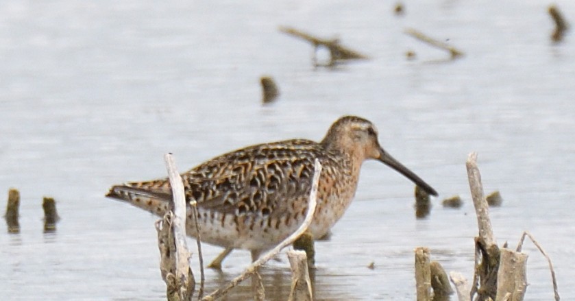 Short-billed Dowitcher - ML618931487