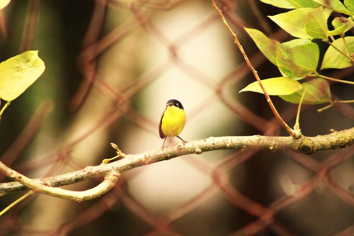 Common Tody-Flycatcher - Alejandra Guevara