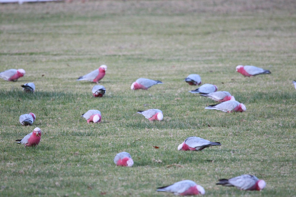 Galah - Meg V