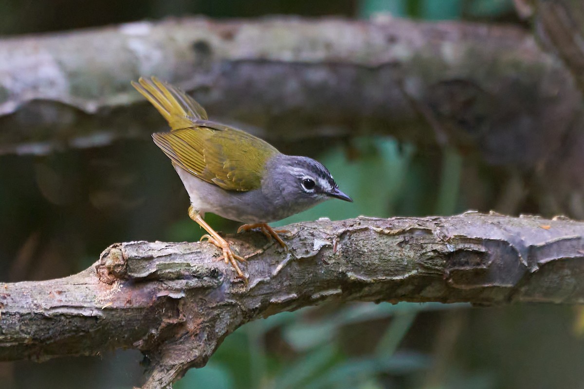 White-browed Warbler - Daniel Alfenas