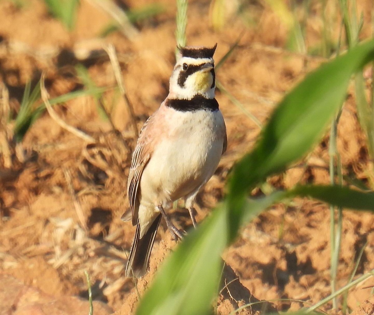 Horned Lark - ML618931518