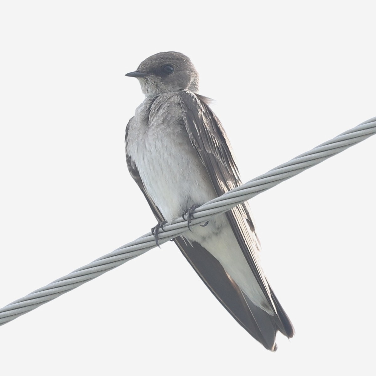 Northern Rough-winged Swallow - ML618931519