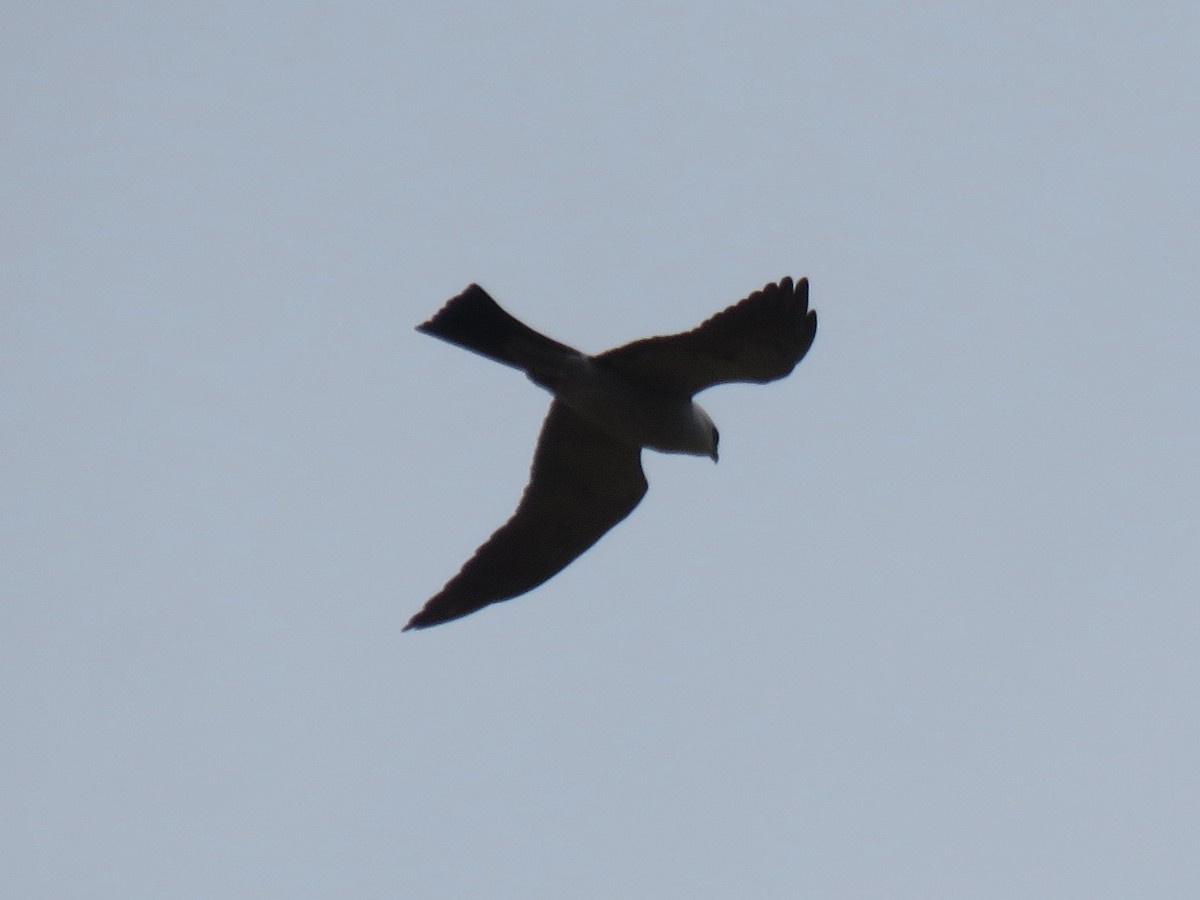 Mississippi Kite - Gregg Flokstra