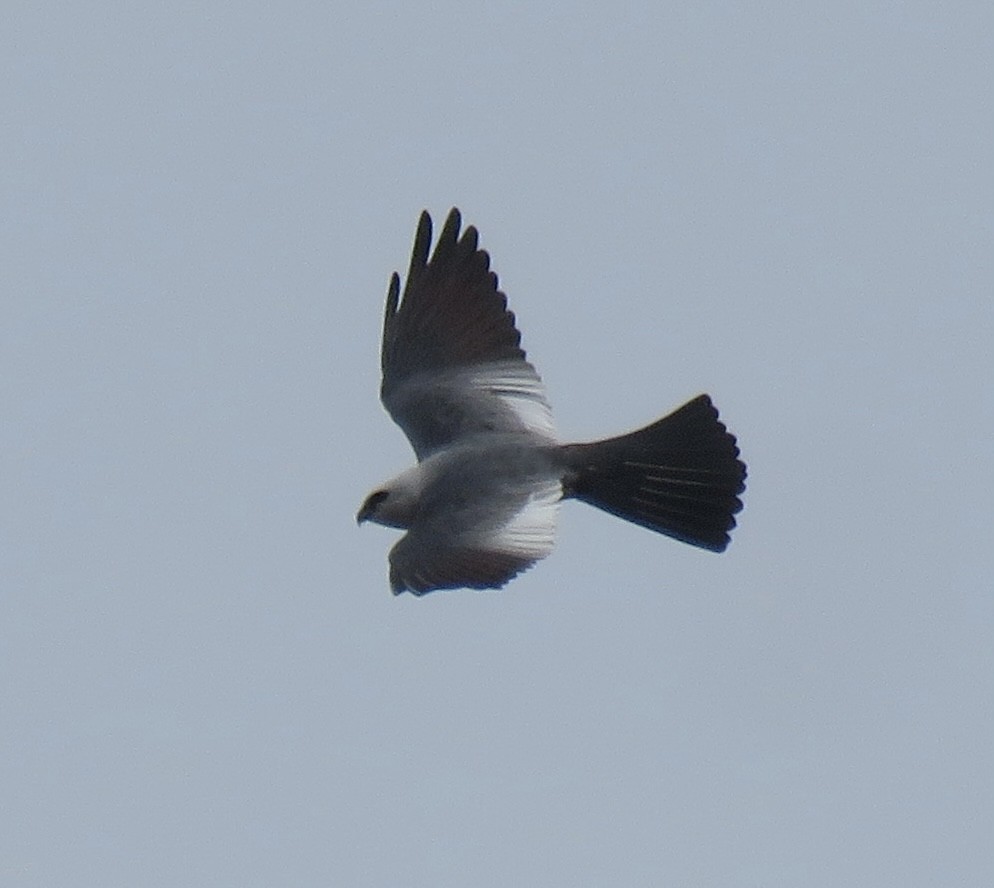 Mississippi Kite - Gregg Flokstra