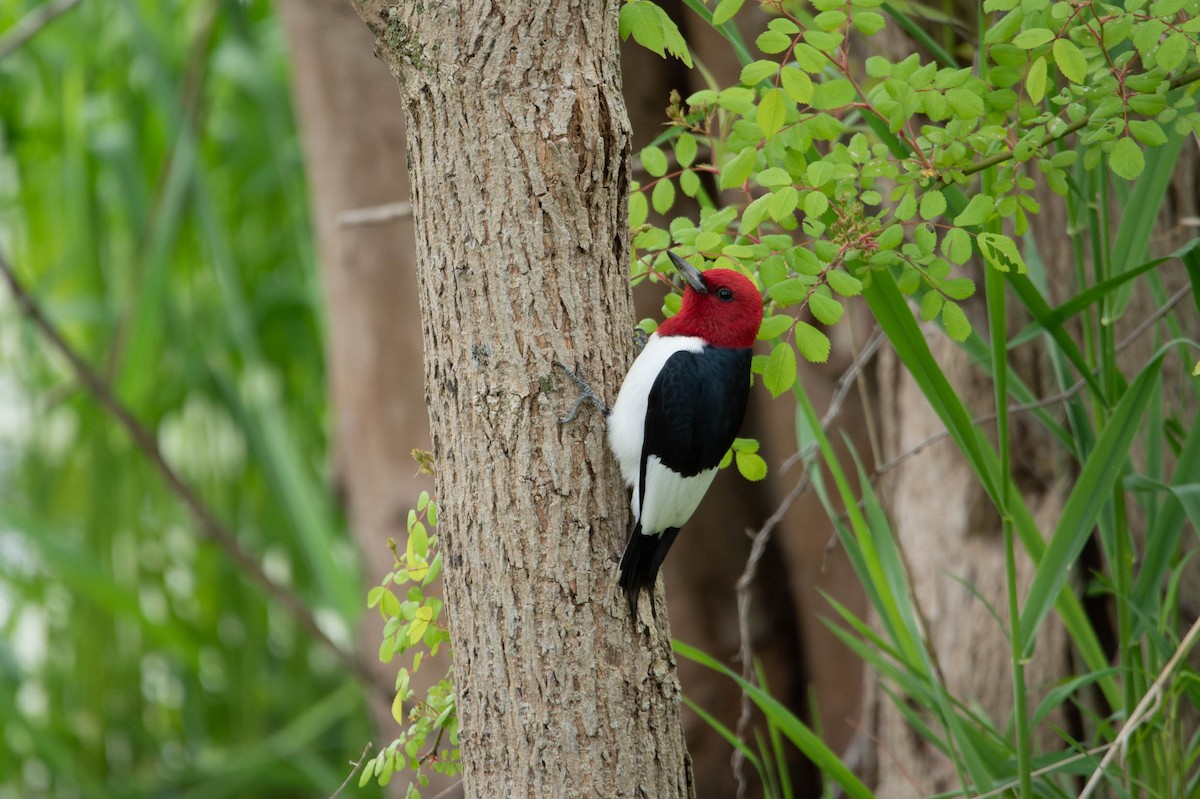 Red-headed Woodpecker - ML618931525