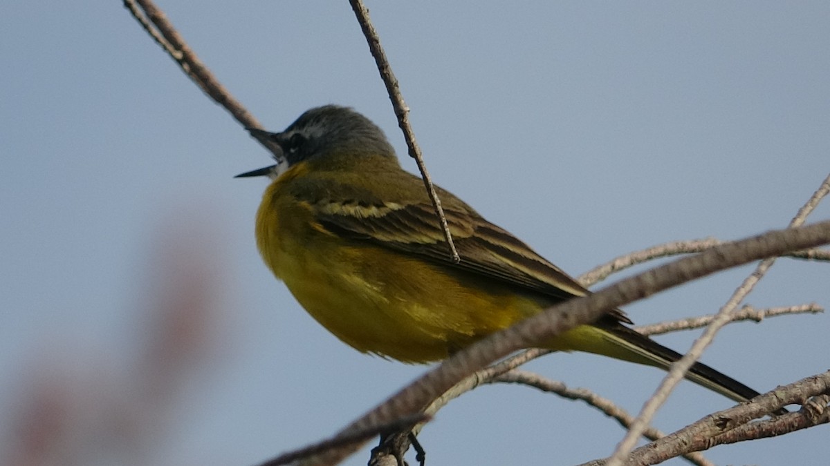 Western Yellow Wagtail (flava) - Sancho Carrero Martínez