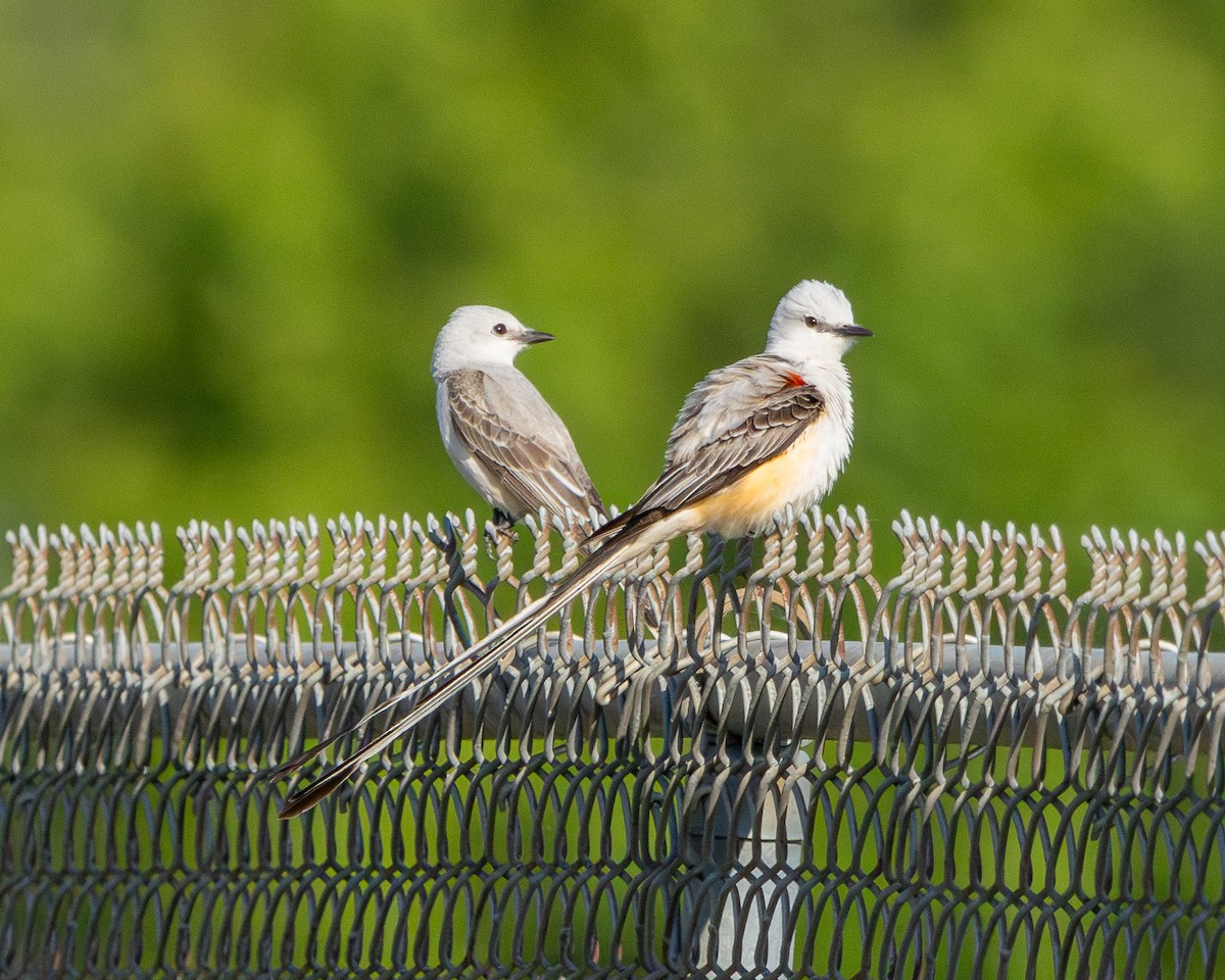 Scissor-tailed Flycatcher - Milko Gervet