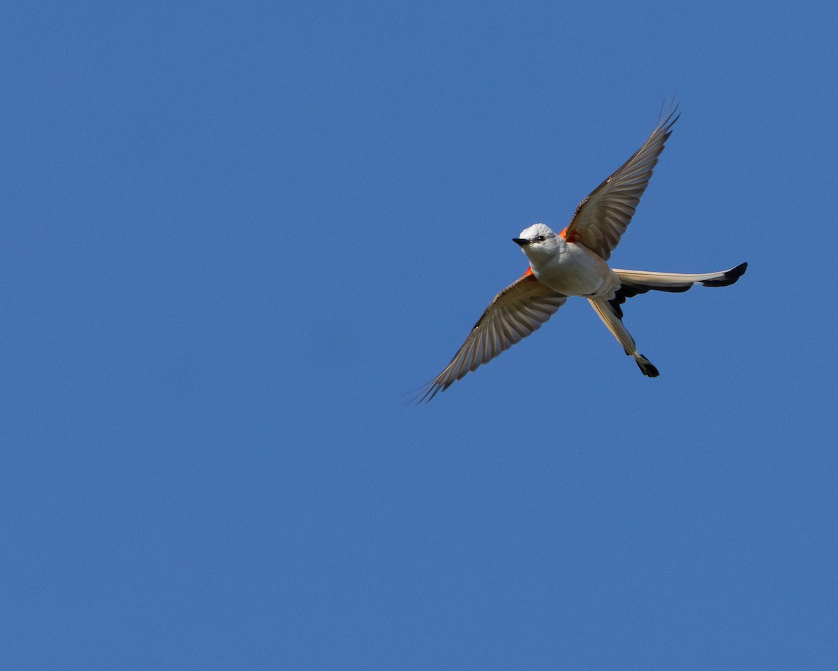 Scissor-tailed Flycatcher - ML618931542