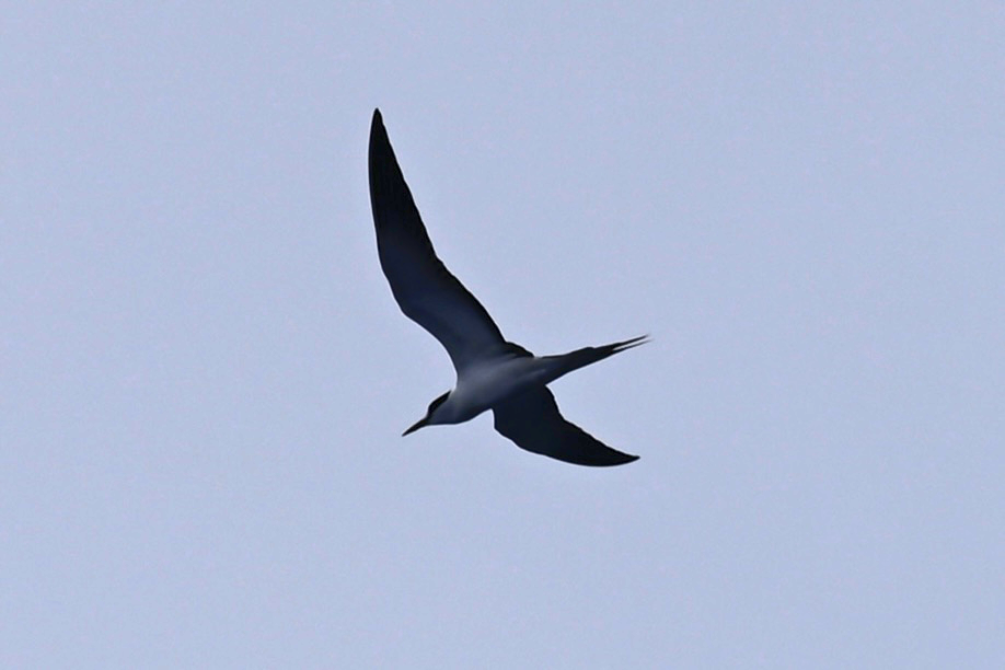 Sooty Tern - ML618931544