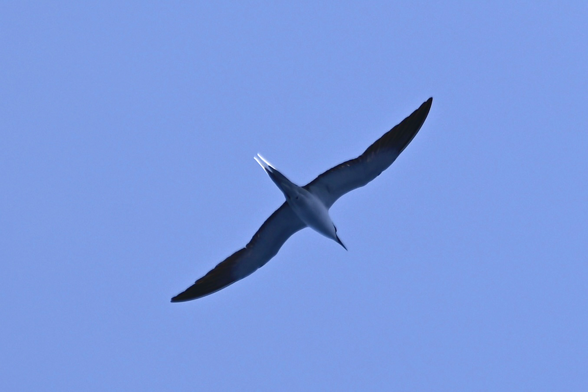 Sooty Tern - ML618931545