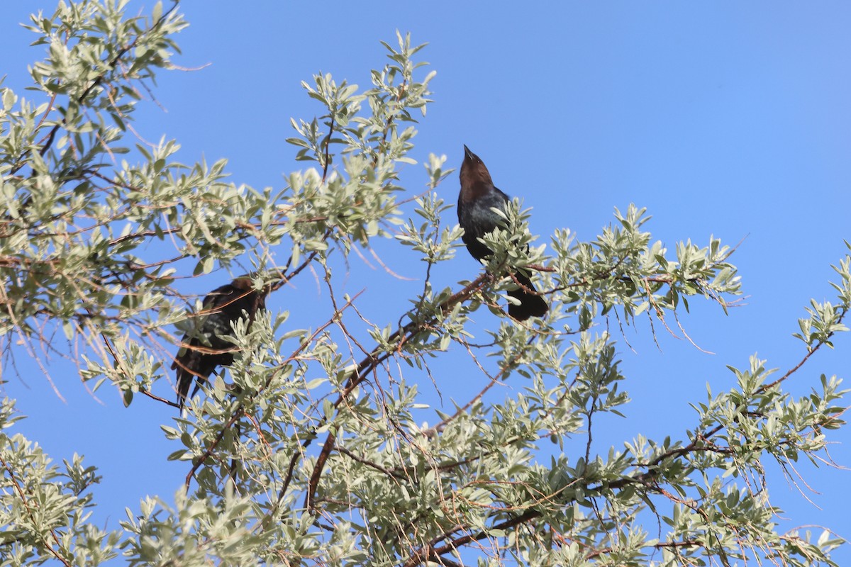 Brown-headed Cowbird - Brett Wiese