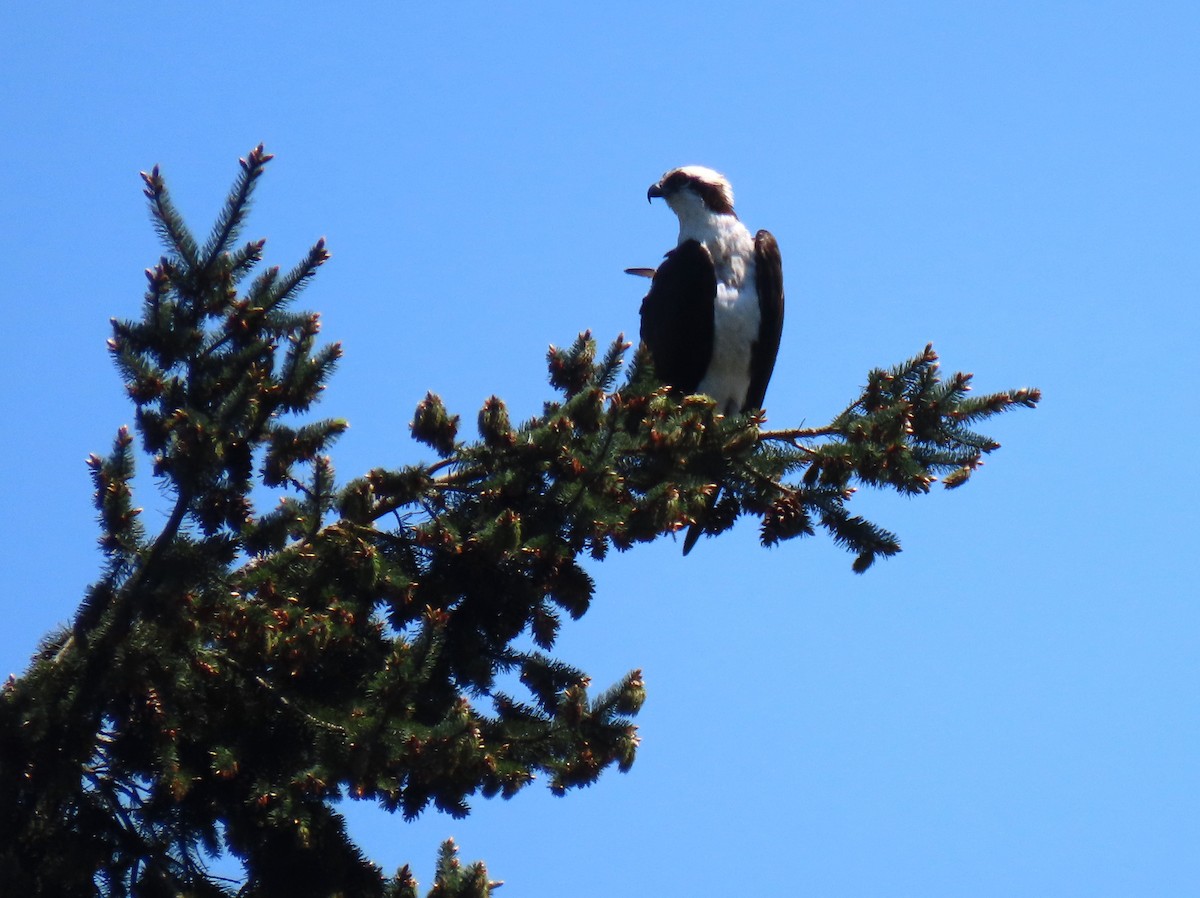 Osprey - ML618931559