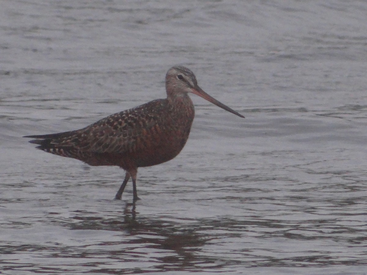 Hudsonian Godwit - ML618931571