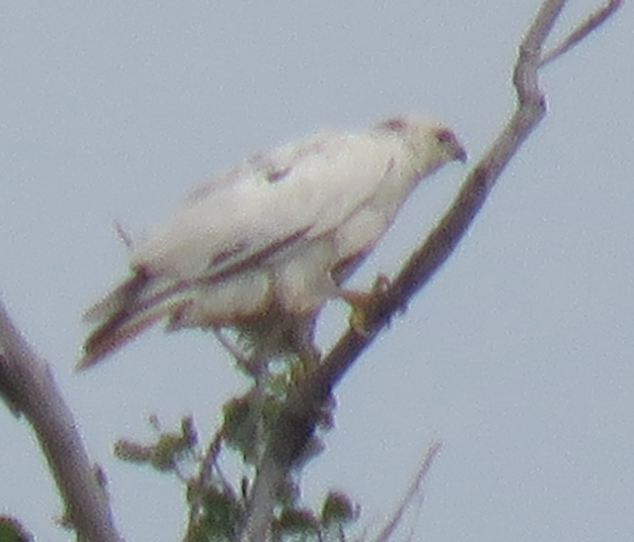 Red-tailed Hawk - Gregg Flokstra