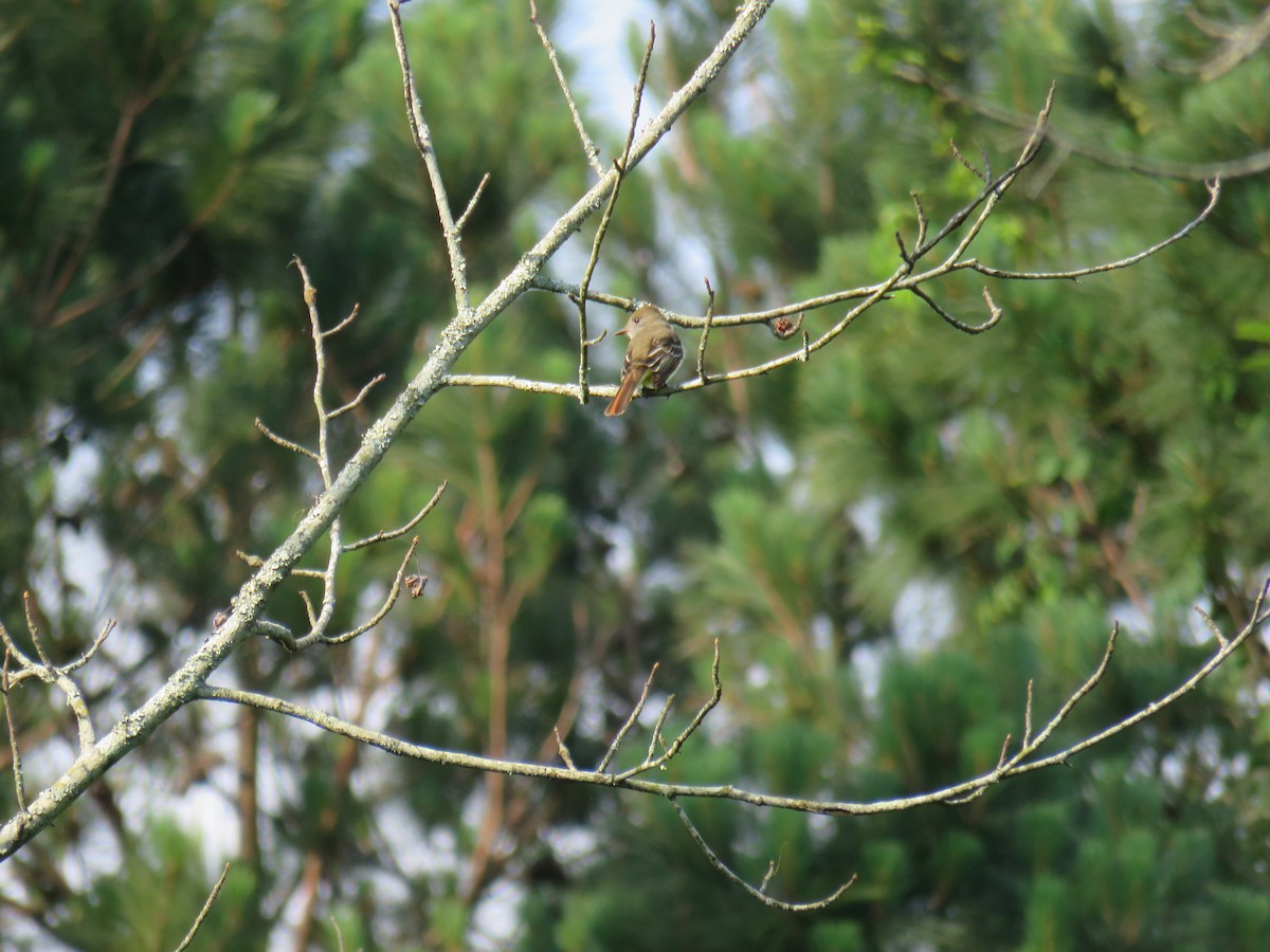 Great Crested Flycatcher - ML618931582