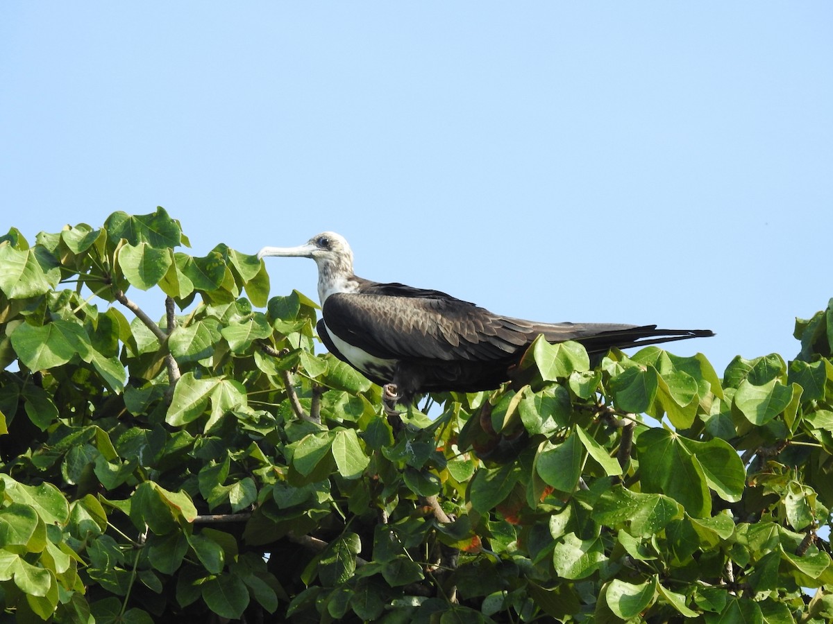 Magnificent Frigatebird - ML618931586