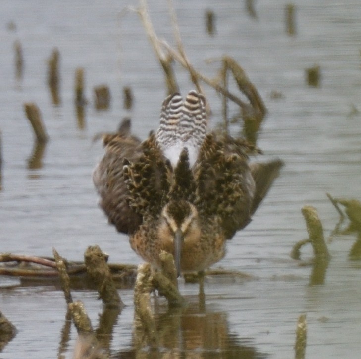Short-billed Dowitcher - ML618931592