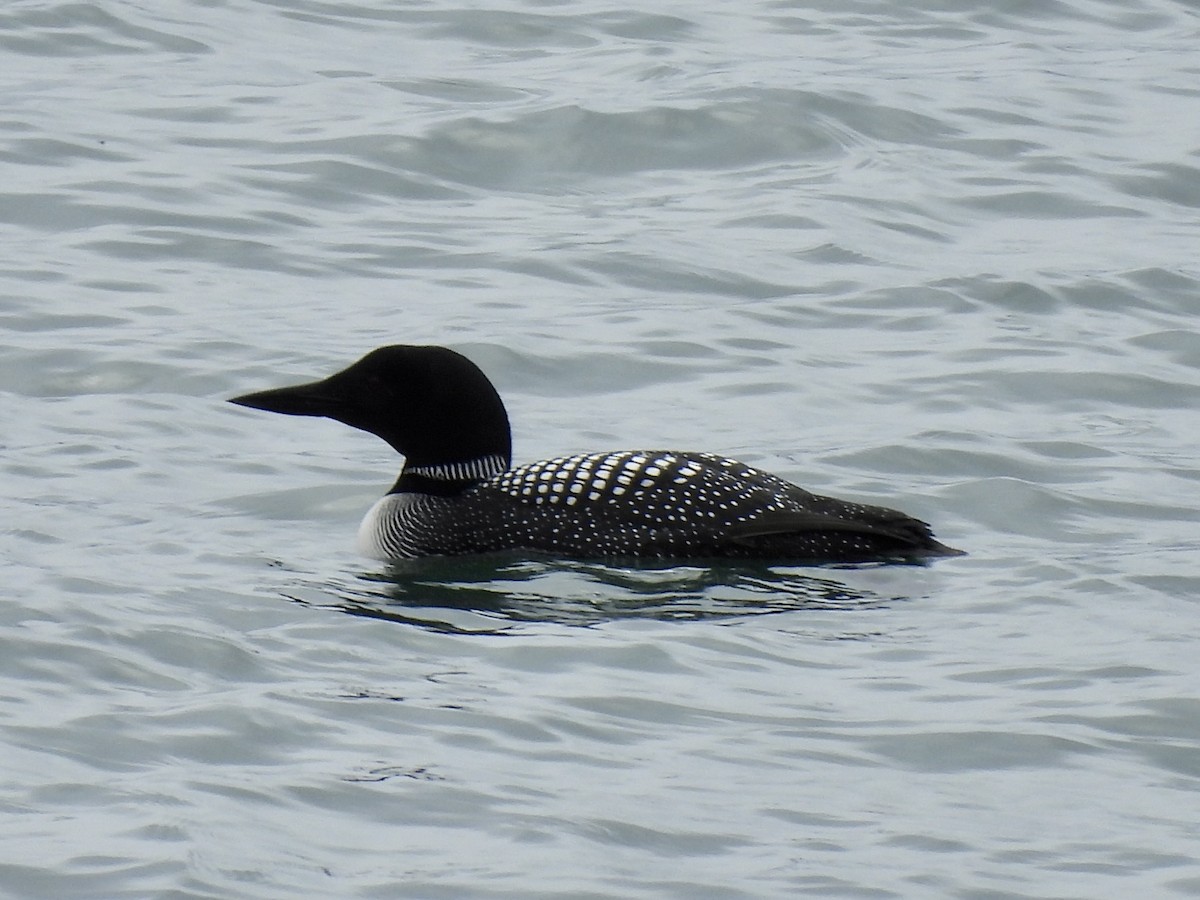 Common Loon - Jeff Sauer