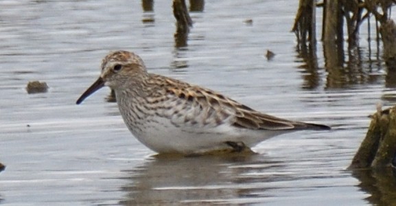 White-rumped Sandpiper - ML618931618