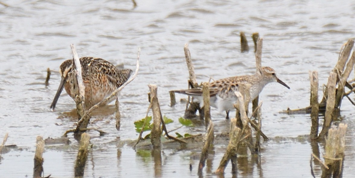 White-rumped Sandpiper - Tim Johnson