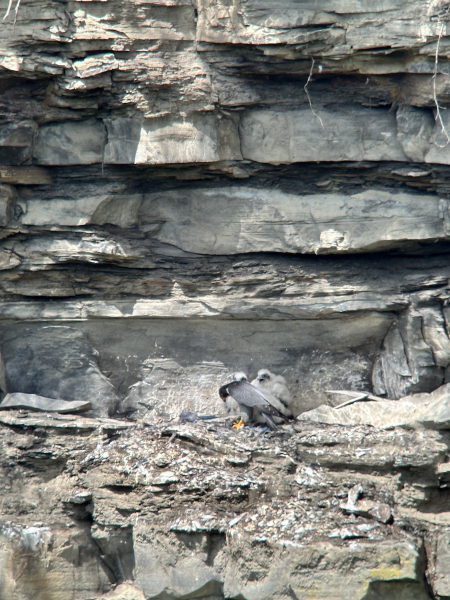 Peregrine Falcon - Barbara  Bauer Sadovnic