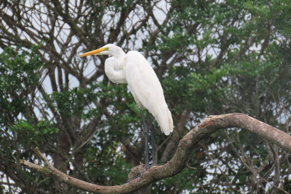 Great Egret - Milena Vargas