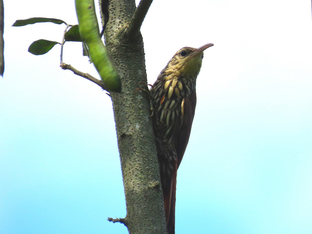 Streak-headed Woodcreeper - ML618931634