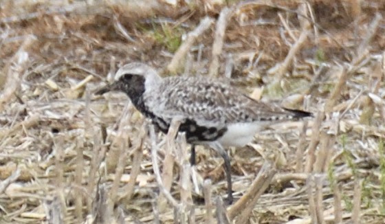 Black-bellied Plover - ML618931639