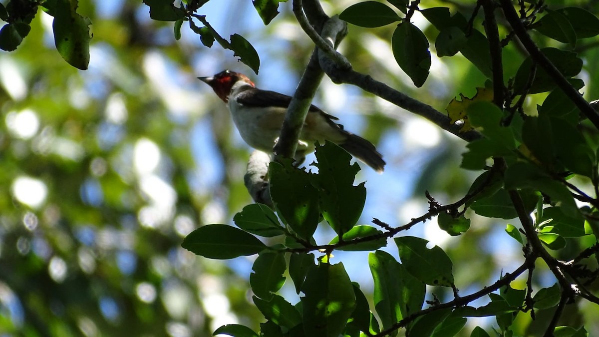 Masked Cardinal - Primitivo Figueroa