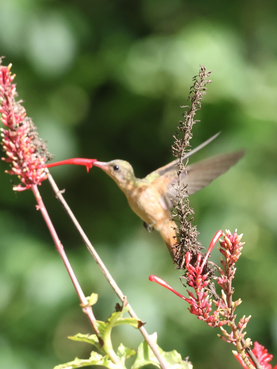Cinnamon Hummingbird - Phil Dube
