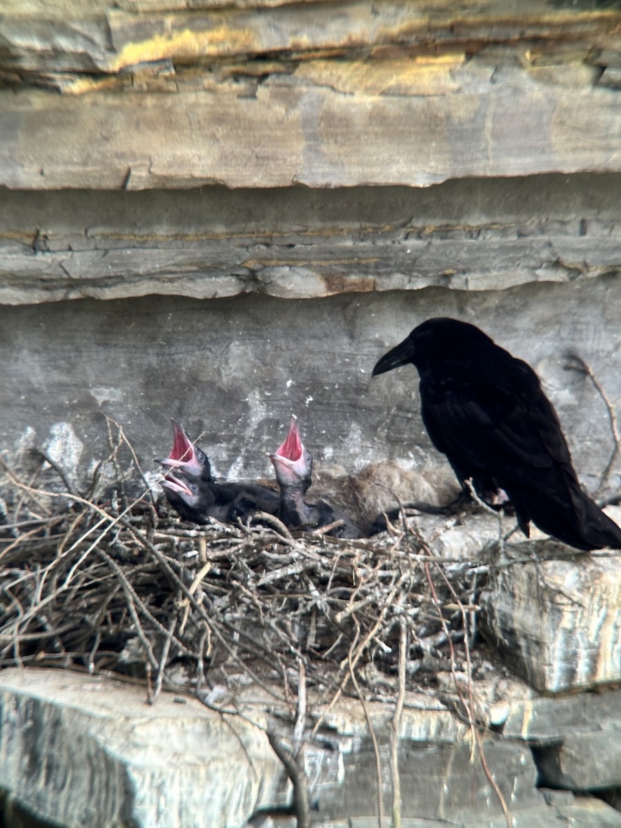 Common Raven - Barbara  Bauer Sadovnic