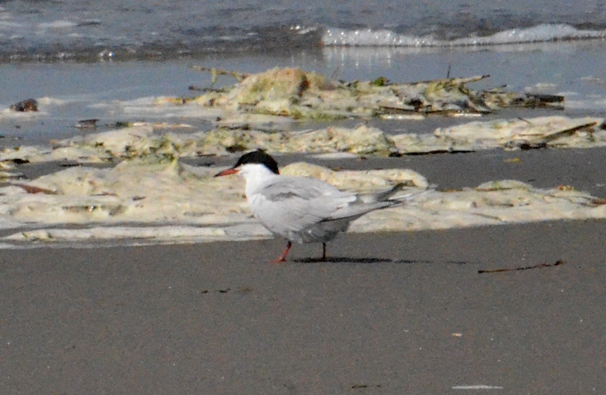 Forster's Tern - J. Micheal Patterson