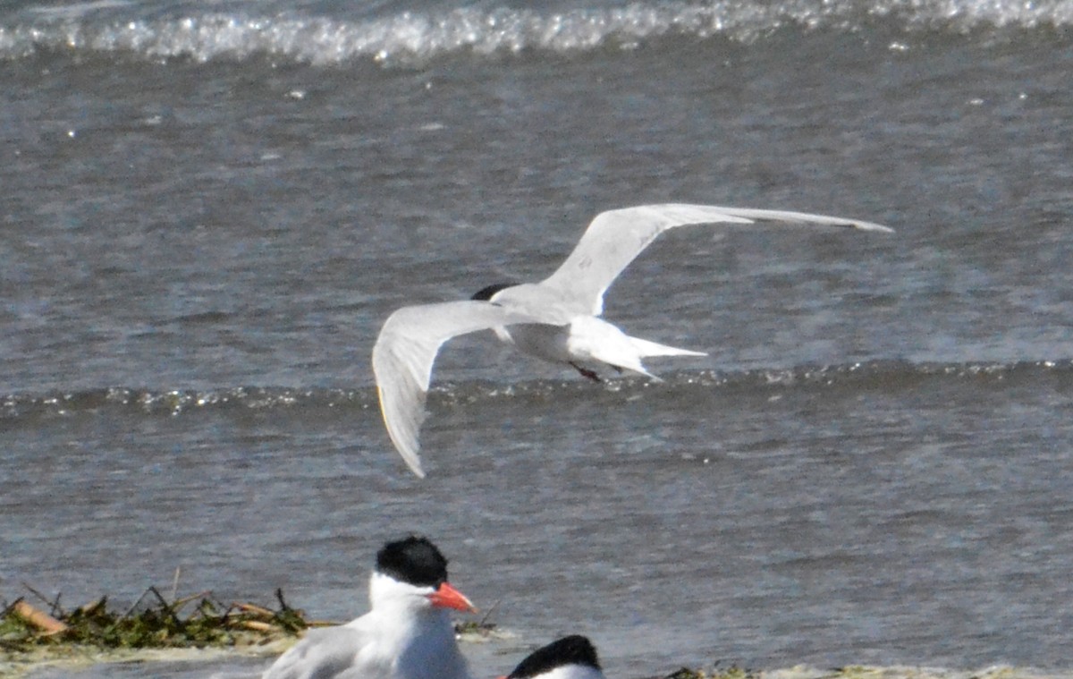 Forster's Tern - J. Micheal Patterson
